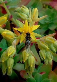 Close-up of bee on yellow flower