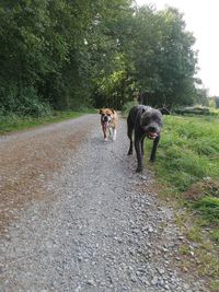 View of a dog walking on road