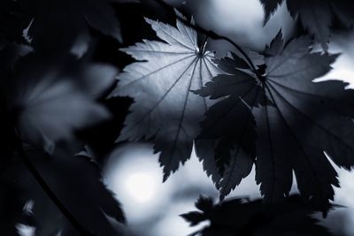 Close-up of leaves against sky