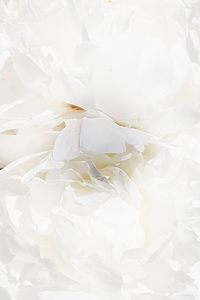 Close-up of white rose