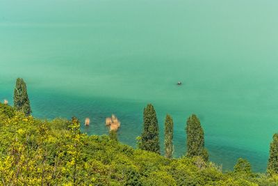 High angle view of plants by sea