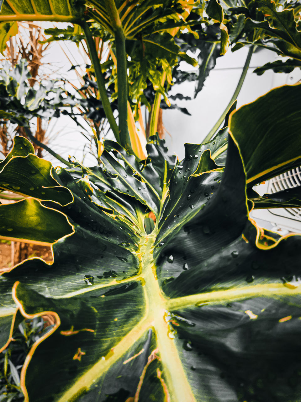 FULL FRAME SHOT OF PLANTS