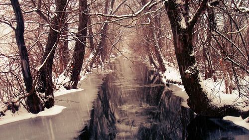 Bare trees on snow covered landscape