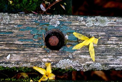 Close-up of yellow flowers on wood