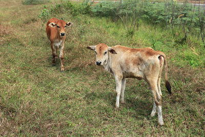 Cow standing in a field