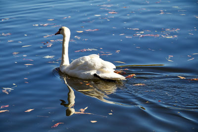 High angle view of swan floating on lake