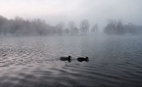 Bare trees in calm lake