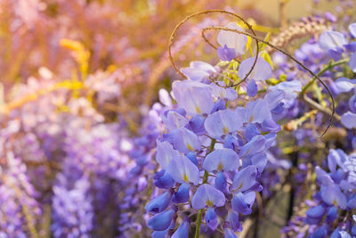 Delicate lilac branches of wisteria flowers close-up, soft selective focus