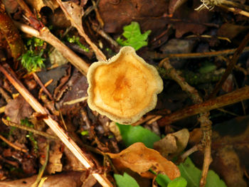 Close-up of dry plant
