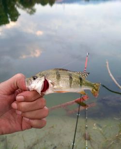 Close-up of hand holding fish against river