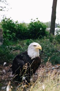 Bird perching on a tree