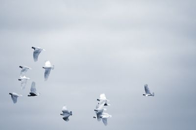 Australian native western corellas
