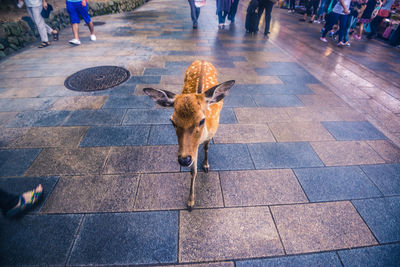 High angle view of deer walking on footpath