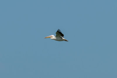 Low angle view of bird flying in sky