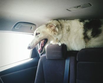 Dog sitting in car