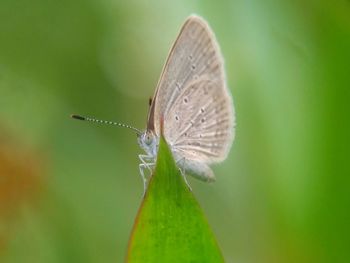 Close-up of butterfly on leaf