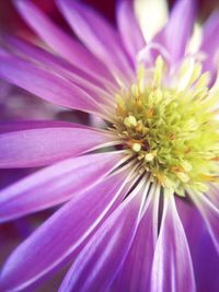 Close-up of purple flower