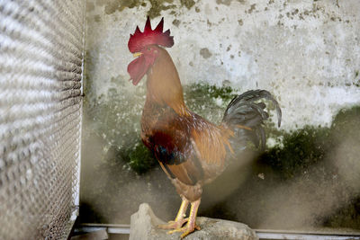 A rooster in a farm