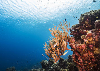 High angle view of fish swimming in sea