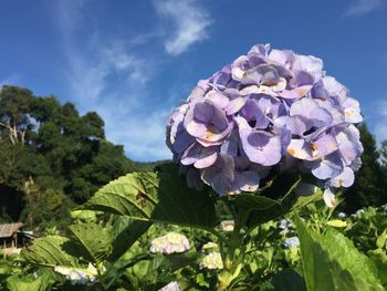 Close-up of fresh purple flowering plants against sky