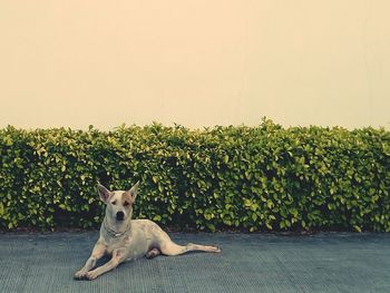 Portrait of dog