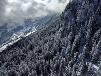 Aerial view of pine trees on snowcapped mountains against sky