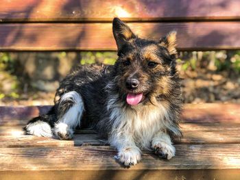 Small dog with big ears sitting on a bench