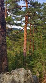 Trees growing in forest