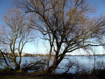 Bare tree by lake against sky