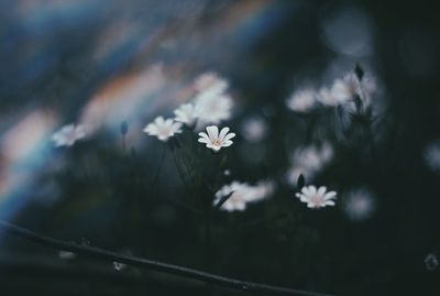 Close-up of flowers blooming outdoors