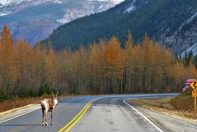 View of a horse on road