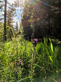 Purple flowering plants on field