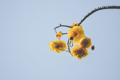 Low angle view of yellow flowers against clear sky