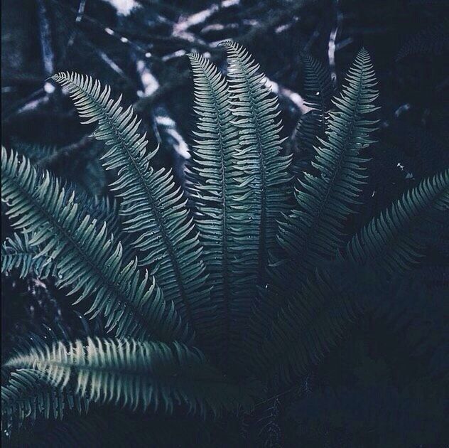 CLOSE-UP OF LEAF