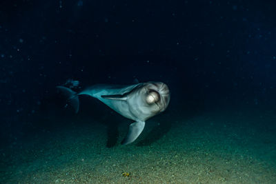 One dolphin swimming with divers in the red sea, eilat israel a.e