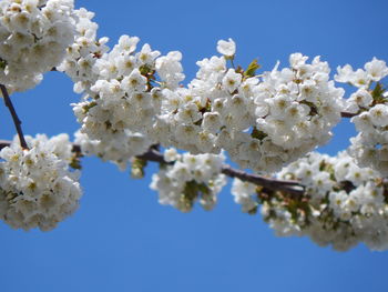 Low angle view of apple blossoms in spring