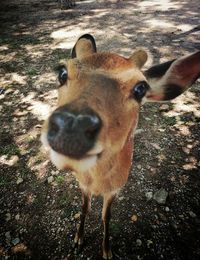 Portrait of deer standing on field