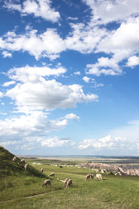 Flock of sheep grazing in field