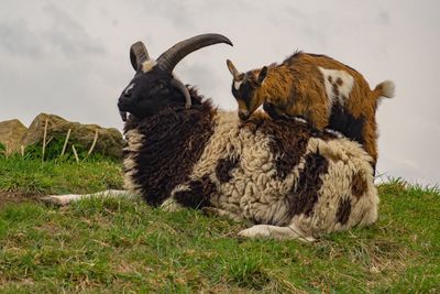 Sheep relaxing on field