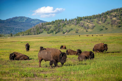 Horse grazing on field