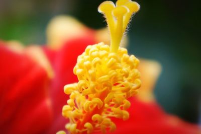 Close-up of yellow rose flower