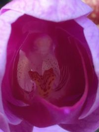 Close-up of pink flower