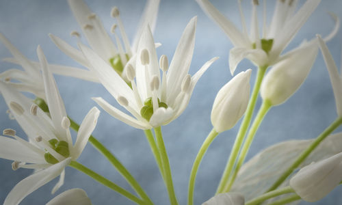 Close-up of white flowering plants