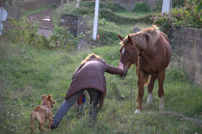 View of a dog