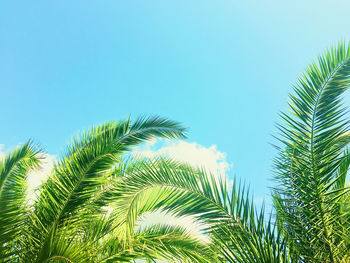 Low angle view of palm tree against clear sky