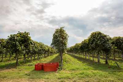 Empty bench on field by trees against sky