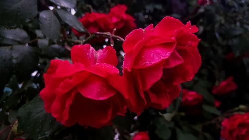 Close-up of red rose