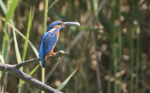 Close-up of bird perching on branch