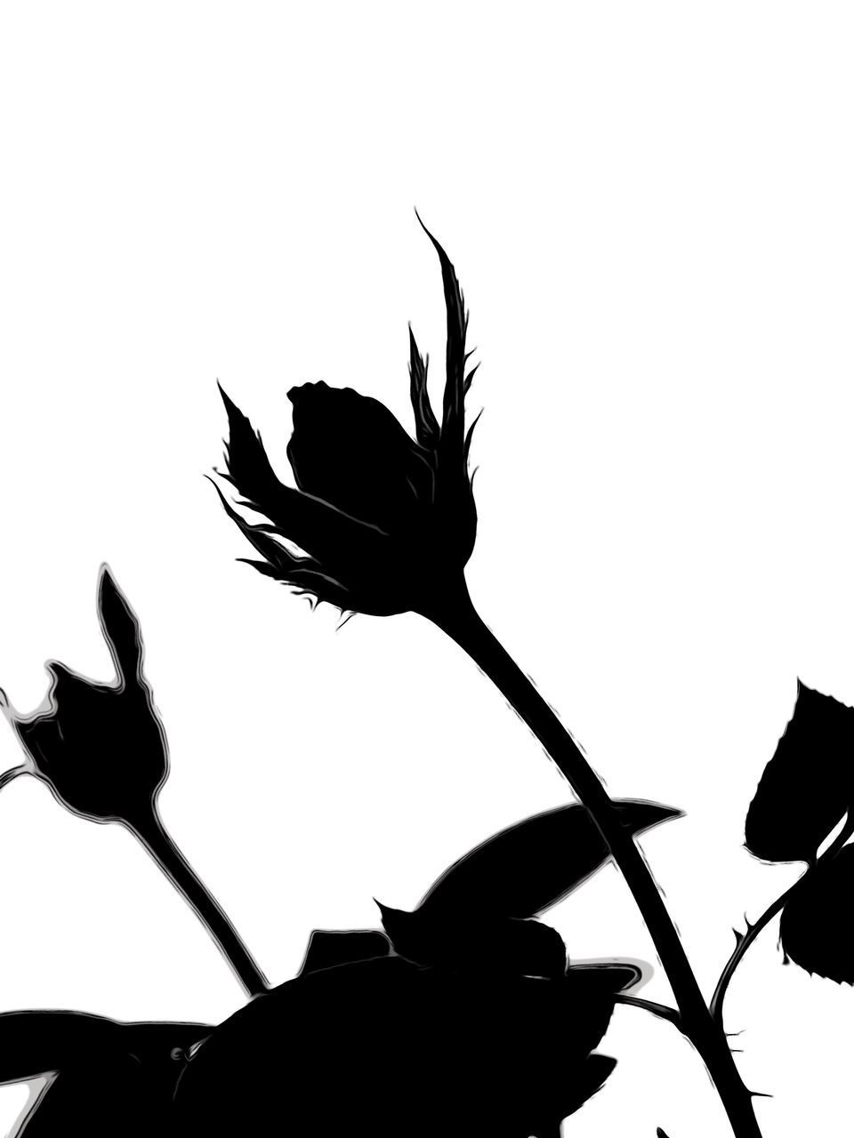 LOW ANGLE VIEW OF SILHOUETTE PLANT AGAINST WHITE BACKGROUND