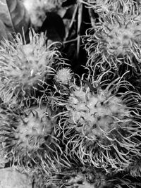 Full frame shot of flower plants